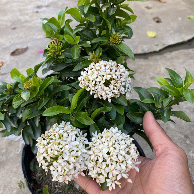 Cây Bông Trang Trắng (Mẫu Đơn Trắng) - Cây cảnh trong nhà