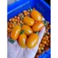 hạt giống cà chua Cherry Vàng Sai Quả 💞💞Thơm Ngon💞💞 nảy mầm cực đỉnh