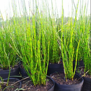Cây Thiền Trúc (Trúc không lá) - cây cảnh sân vườn