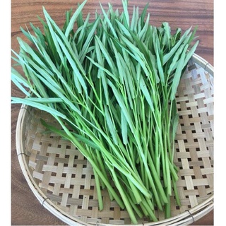Hạt giống rau muống trắng .