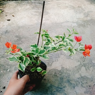 Cây hoa giấy cẩm thạch (màu cam) - cây cảnh để bàn