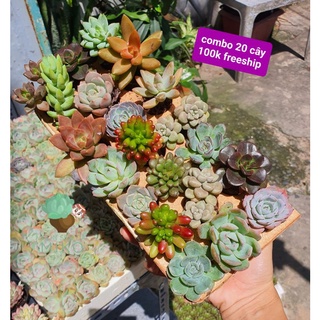 COMBO 20 CÂY 20 LOẠI SEN VỈ size 3-5cm MẦM NẮNG GARDEN lỗi 1 đền 1