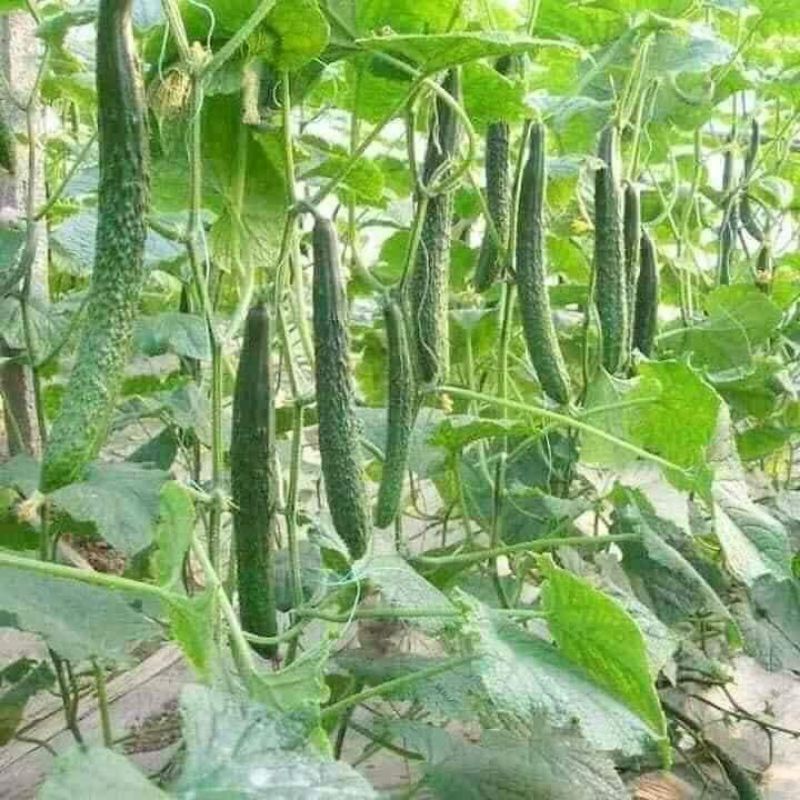 HẠT GIỐNG DƯA CHUỘT NHẬT💥 KHỔNG LỒ, ĐẶC RUỘT ĂN CỰC DÒN NGON