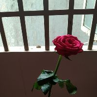 hienhuynh998
