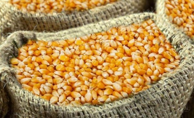 Bổ sung canxi cho gà đá - Cách để gá đá khỏe mạnh, cứng cáp