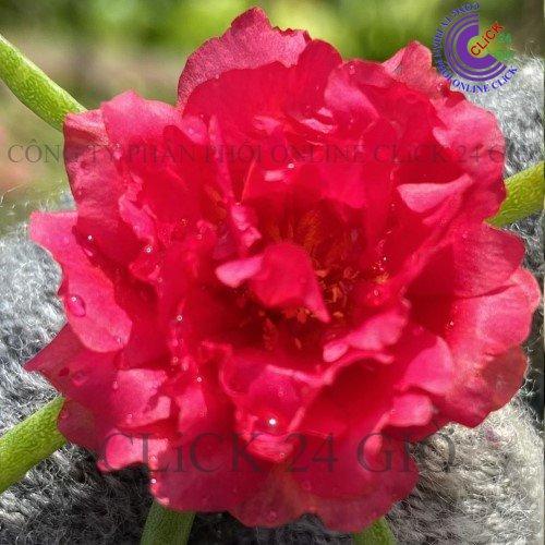 Hoa Mười Giờ Thái Kép MÀU ĐỎ Cành Tơ Siêu Khỏe Ra Rễ Sau 3 Ngày Tuyệt Đẹp
