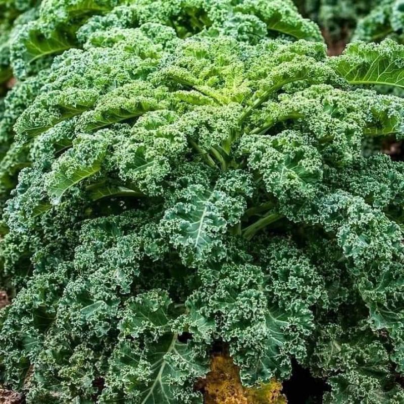Hạt Giống Cải Xoăn ( Cải Kale Xanh Nhập Mỹ 150 hạt giống) 💥SALE LỚN💥 chất lượng cao