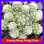 Xương Rồng Trứng Chim - cây cảnh mini