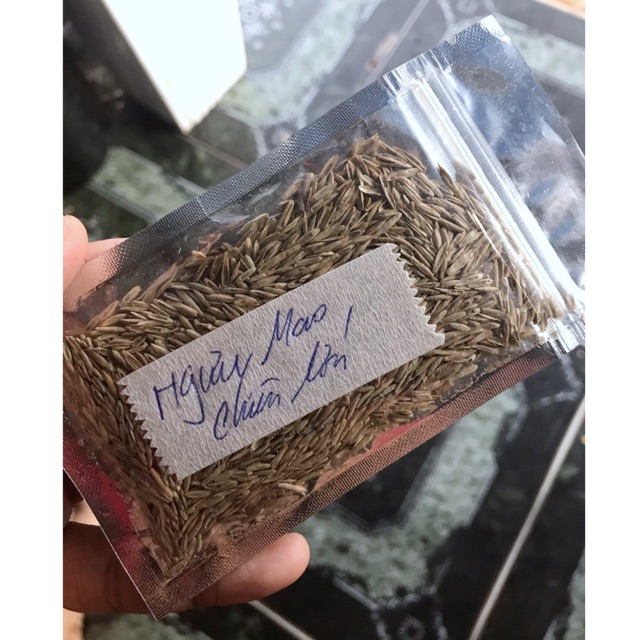 HẠT GIỐNG THỦY SINH SỐ 3 NGƯU MAO CHIÊN CAO 10g