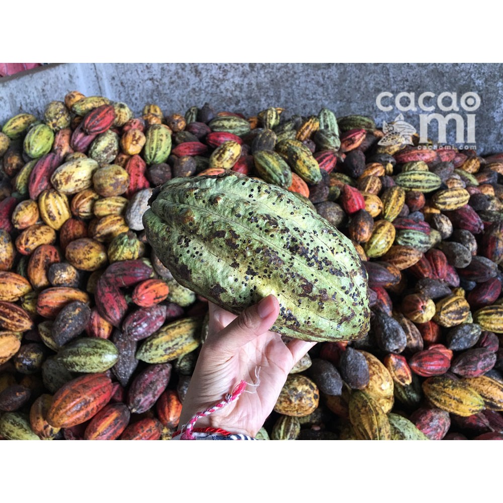 Ảnh Bột ca cao nguyên chất không đường CACAOMI Premium pha chế thức uống socola trà sữa đậm vị cacao 3