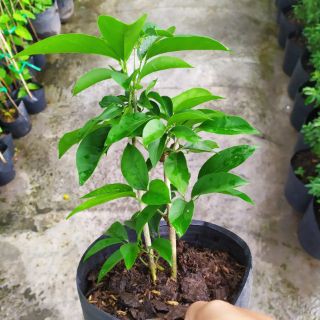 Cây lan tỏi đuổi rắn trồng hàng rào