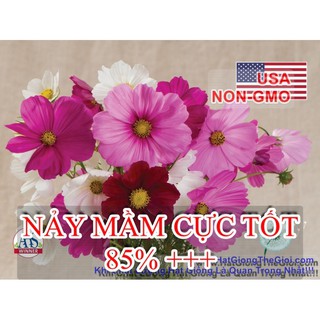 Hạt Giống Hoa Sao nhái kép nhiều màu