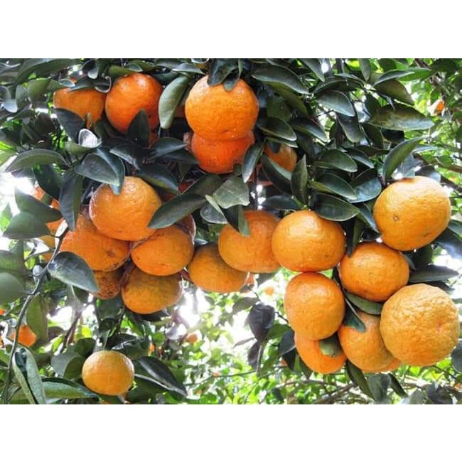 Cam Sành Hà Giang