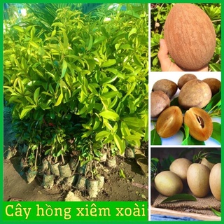 Cây giống hồng xiêm xoài quả to mùi thơm ngọt đậm cao 60-80 cm .