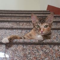 meomoon