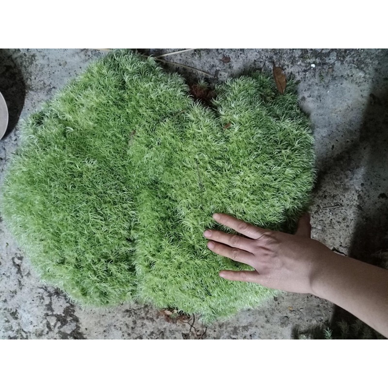 Rêu cỏ mây Gigamoss dùng trang trí tiểu cảnh, trồng bán cạn,terrarium.bonsai