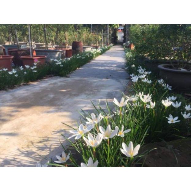 Cây huệ mưa (trắng) - cây cảnh sân vườn