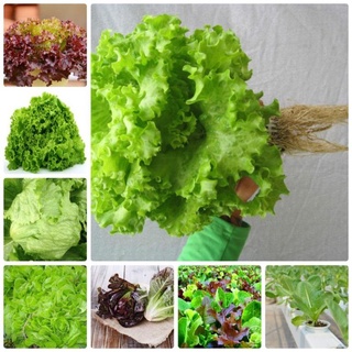 Hạt giống xà lách các loại ( xoăn xanh,baby,xoăn tím) .