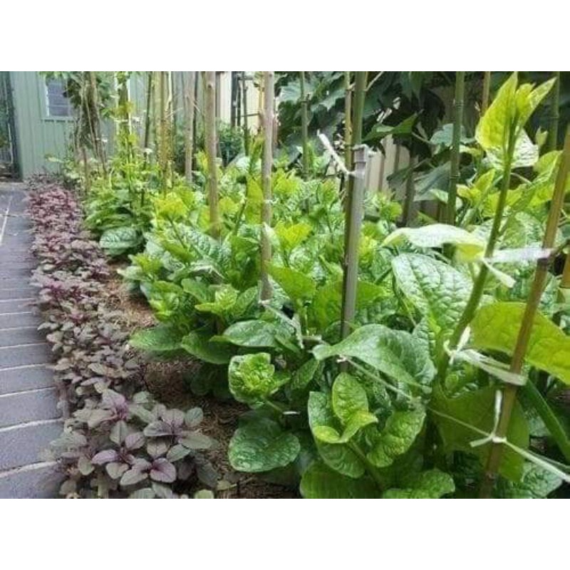 Hạt giống mồng tơi lá lớn  ❤️ ❤Sale Shock❤️❤️ chất lượng