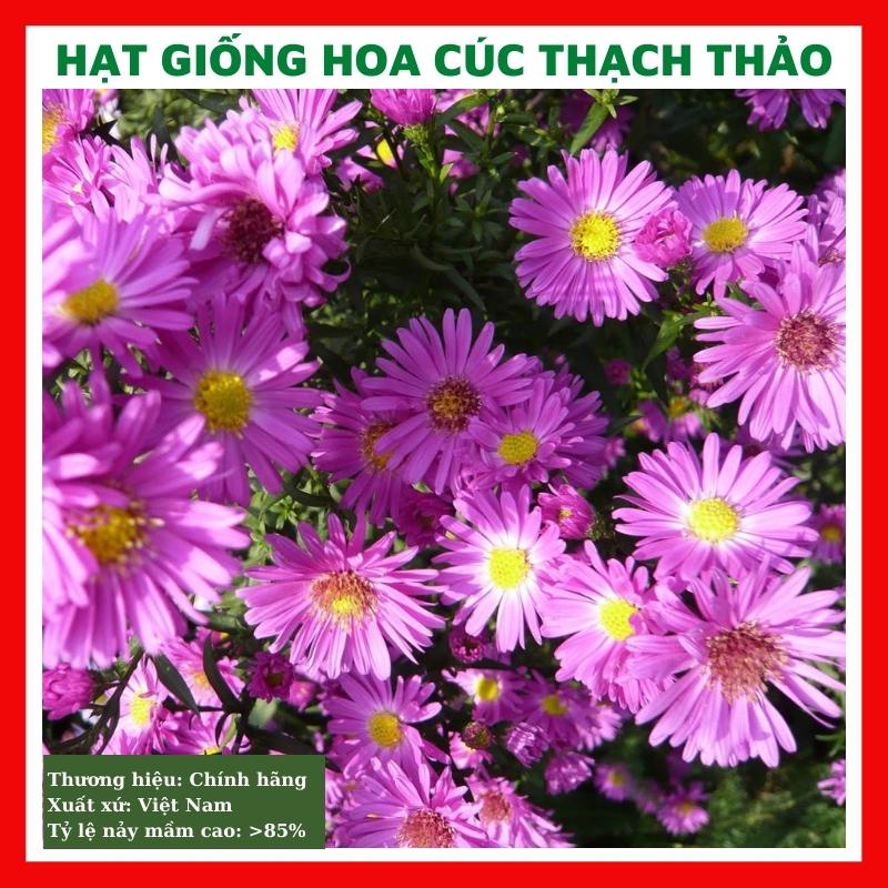 Hạt giống hoa cúc thạch thảo hồng - rau củ quả trồng chậu, sân vườn ban ...