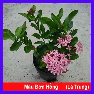 Cây Mẫu Đơn Hồng (Lá Trung) - cây bông trang hồng