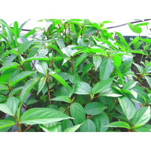 🍀Hạt Giống Rau Đay Đỏ F1 Cao Sản🍀 Giống Kháng Bệnh Sinh Trưởng Khỏe [ NONG TRAI XANH ]