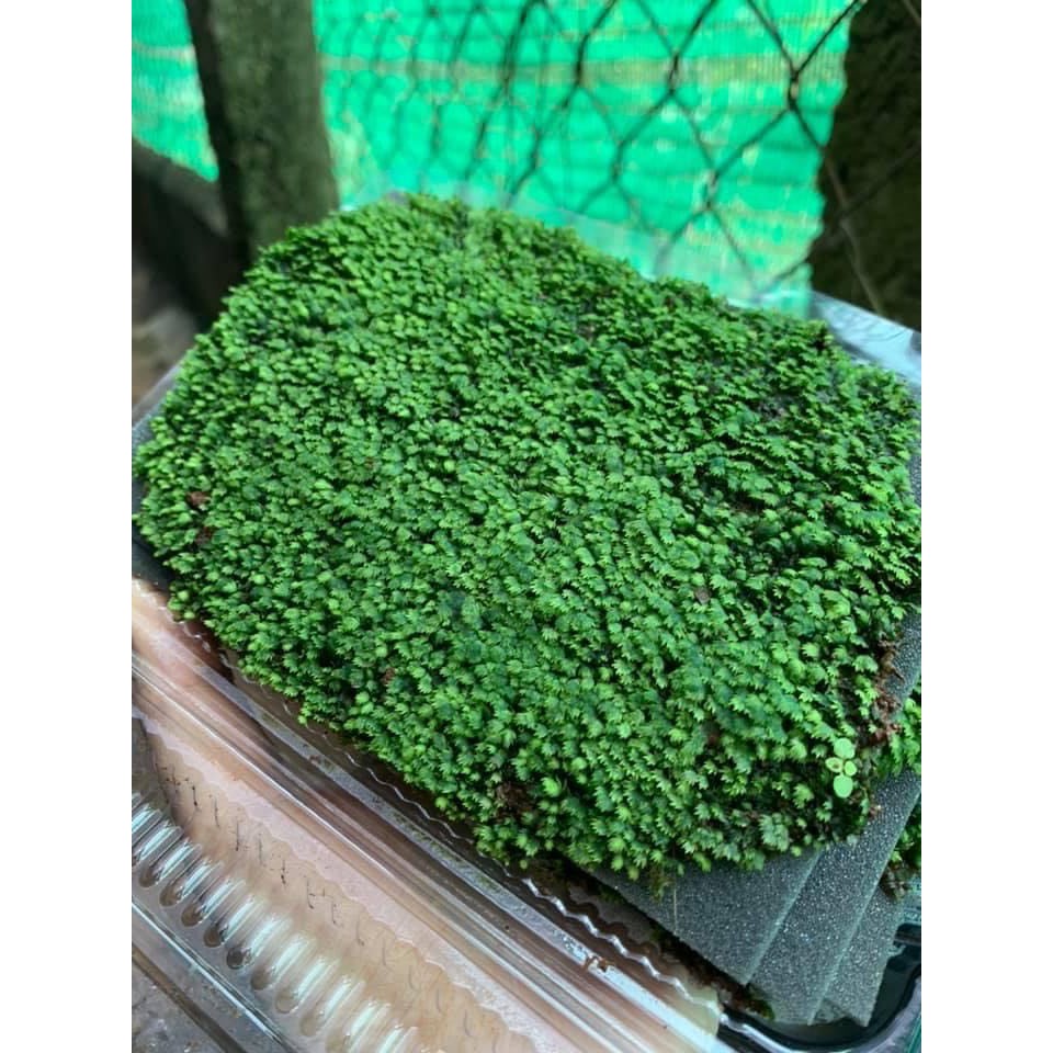 Tấc rêu Minifiss Lá Nước - Fiss lá nước - Trang trí hồ thủy sinh ...