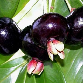 Cây Cherry Brazil - cây ăn quả