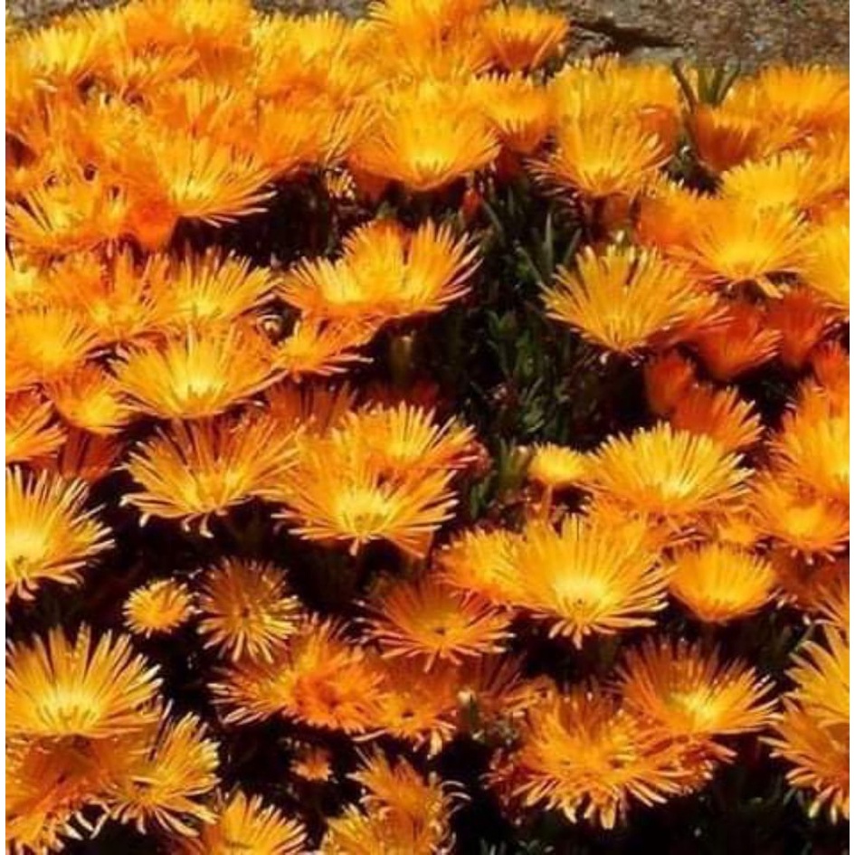 Hạt giống hoa mười giờ Nhật Mix đủ màu - Hoa cực kỳ thơm