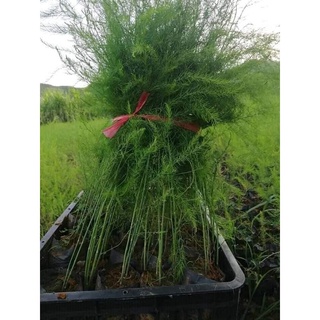 Cây Giống Măng Tây Xanh Xào Thịt Bò .