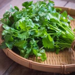 Hạt giống rau mùi ta .