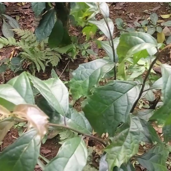 Xạ đen Hoà Bình thượng hạng JINDO 1kg tốt cho sức khỏe