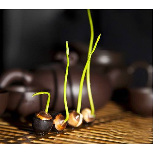 Hạt giống sen Nhật mini