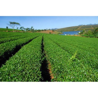 Cây Giống Chè Xanh .