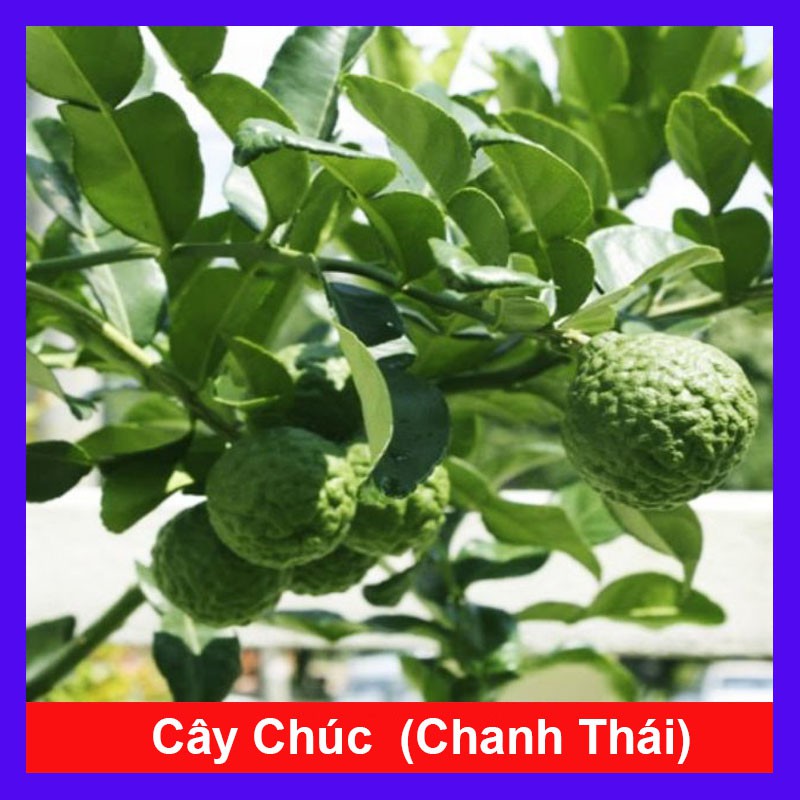 Cây Chúc (chanh thái) - Cây chanh ăn lá ( chanh hấp gà) | Shopee Việt Nam