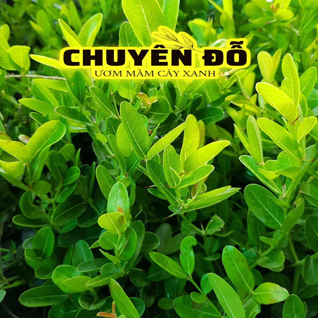 CÂY SIRO, SI RÔ, CÂY TRỒNG HÀNG RÀO | Shopee Việt Nam