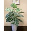 cây trầu bà 18 lá to 75cm - nhiều mẫu - cây giả (cam kết ảnh thật, tự chụp 100%)