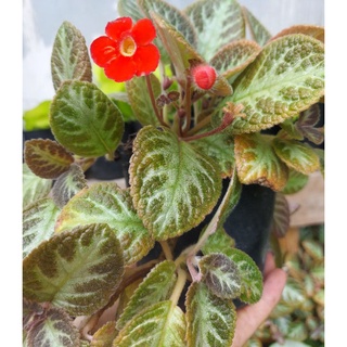 Cây Episcia/cây ấm kiếm