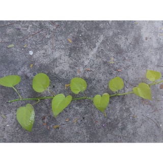 Trầu bà lá vàng cắt cành hoặc bầu đất