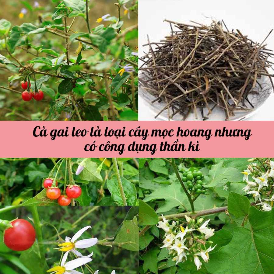 Cà gai leo khô thượng hạng JINDO 1kg giúp hạ men gan