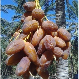 Cây giống chà là trung đông nuôi cấy mô ăn quả .