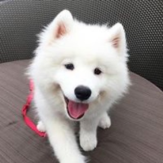 bamboozularsen