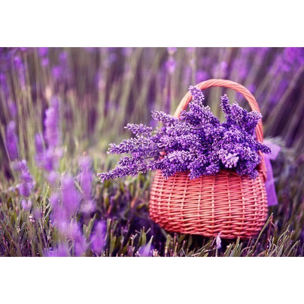 🌟HẠT GIỐNG HOA OẢI HƯƠNG🌟 HOA LAVENDER Mùi Thơm Quyến Rũ