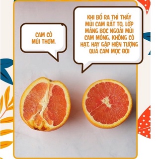 Cây cam Cara ruột đỏ không hạt Mỹ quả to siêu ngọt, dễ trồng (ảnh thật hình cuối) .