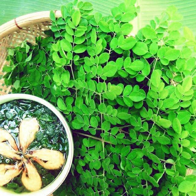 Hạt giống rau chùm ngây