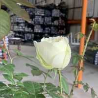 nguyenbich111