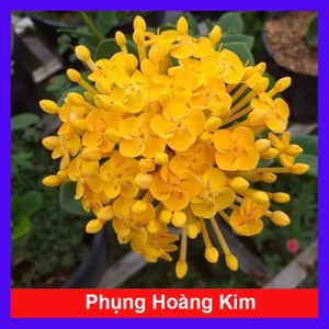 Cây Trang Phụng Hoàng Kim - cây cảnh để bàn