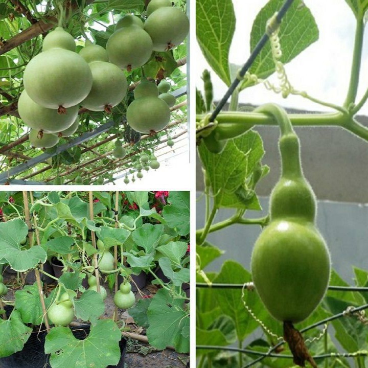 Hạt giống bầu hồ lô