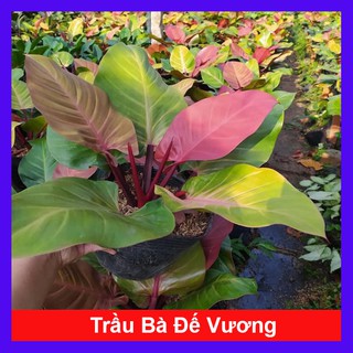 Trầu bà đế vương (đỏ) - Cây cảnh trong nhà