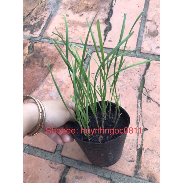 Cây rau hẹ ta/cây rau thơm hẹ | Shopee Việt Nam